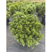 Сосна гірська Мугус 110-120 см